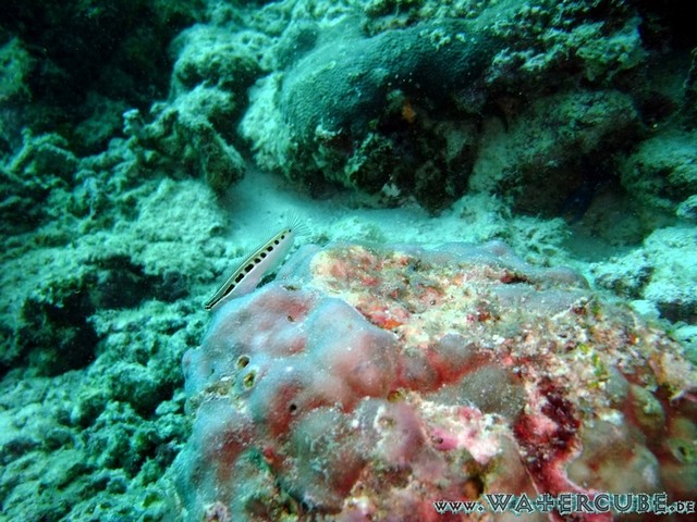 male2010-441.jpg