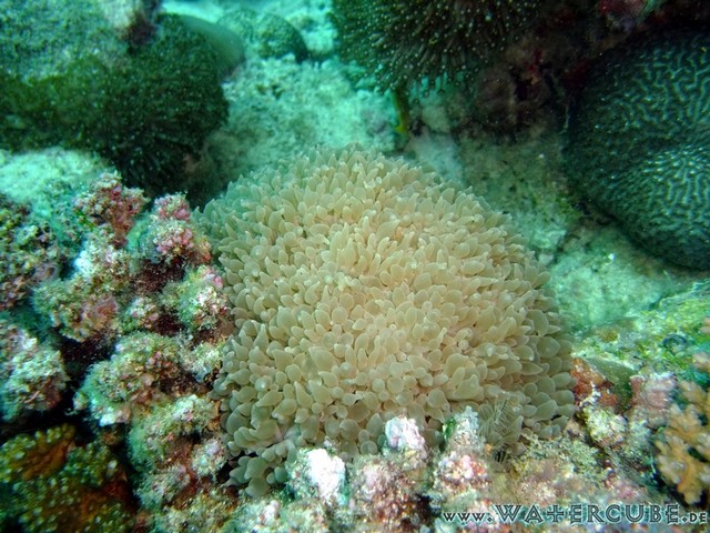 male2010-445.jpg