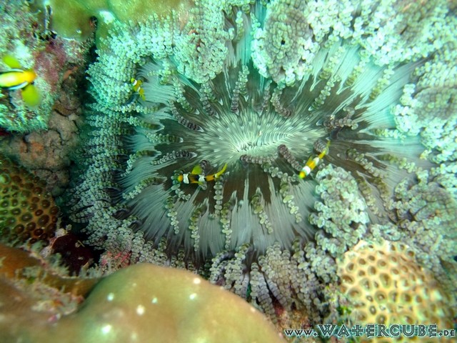 male2010-446.jpg