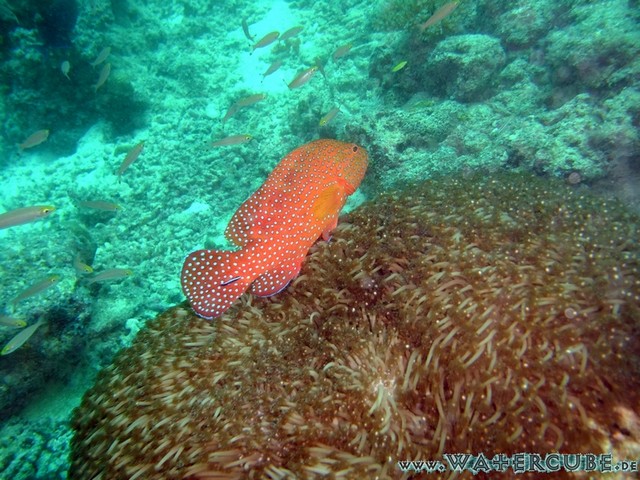 male2010-450.jpg