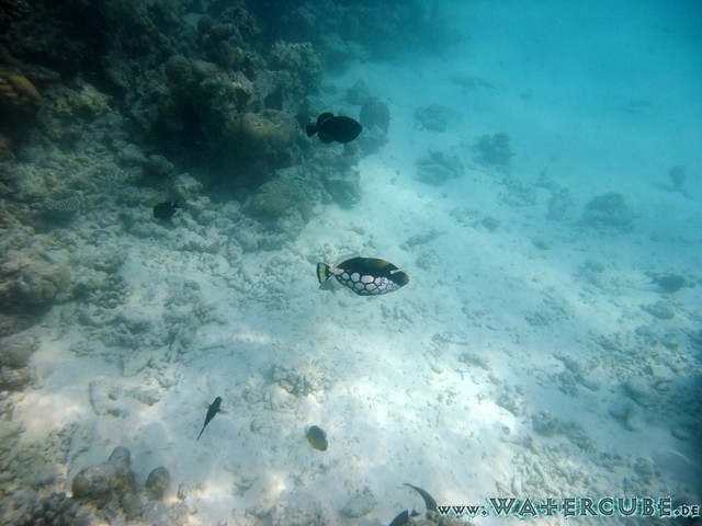 male2010-505.jpg