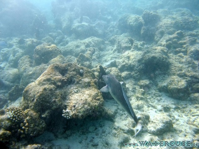 male2010-512.jpg