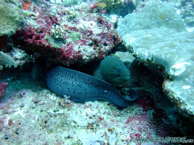 male2010-520.jpg