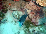 male2010-528.jpg