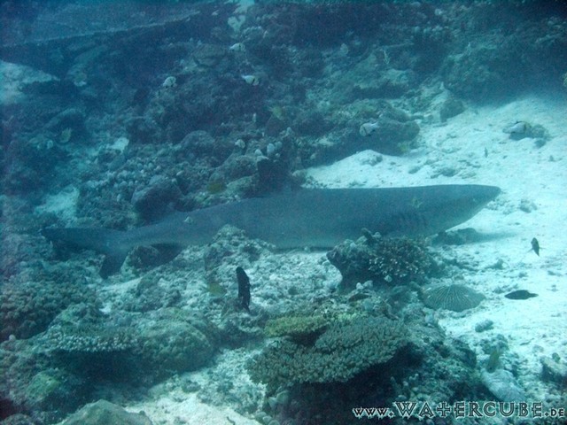 male2010-530.jpg