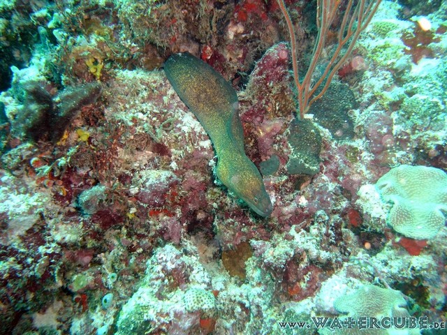 male2010-543.jpg