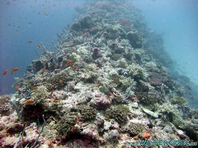 male2010-603.jpg