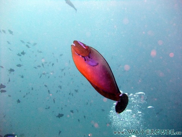 male2010-611.jpg
