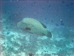 male2010-625.jpg