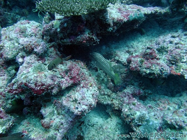 male2010-672.jpg