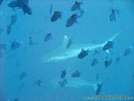 male2010-690.jpg