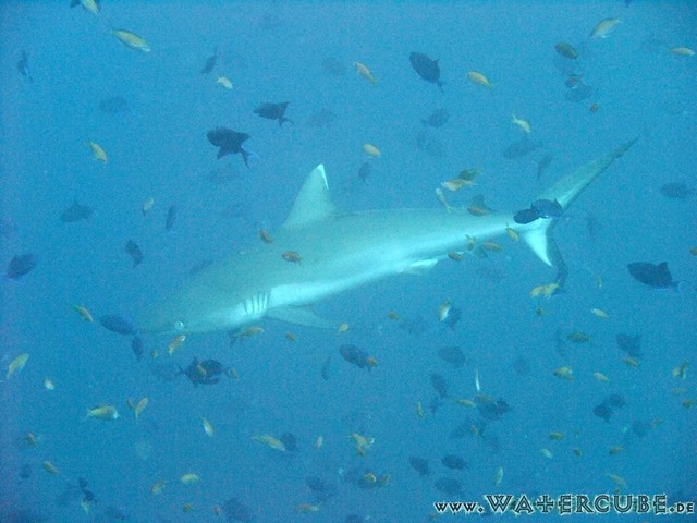 male2010-691.jpg