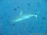 male2010-691.jpg
