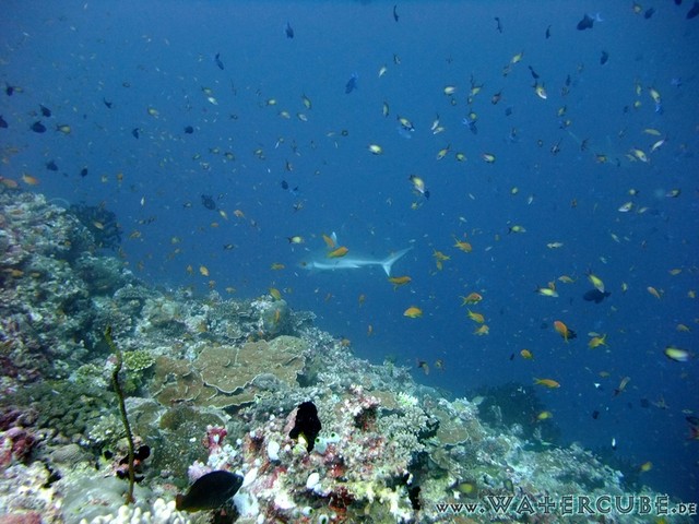 male2010-696.jpg
