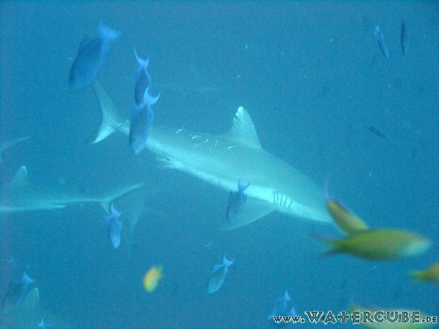 male2010-698.jpg