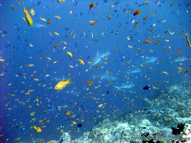 male2010-700.jpg