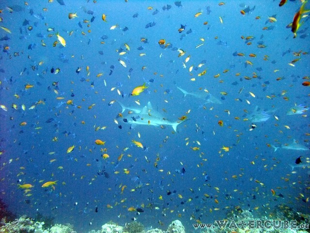 male2010-701.jpg