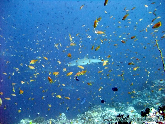 male2010-706.jpg