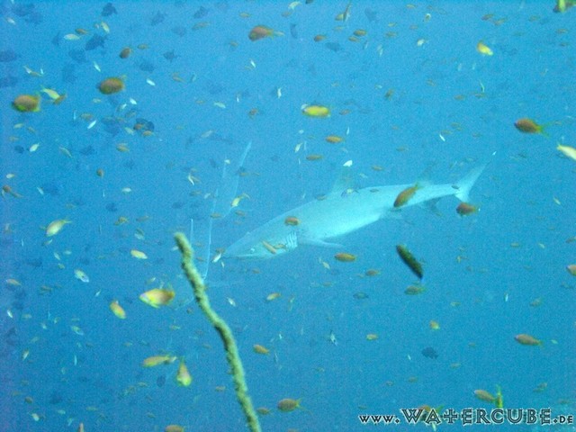 male2010-708.jpg
