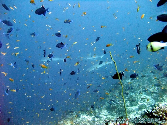 male2010-712.jpg
