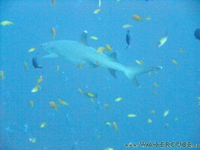 male2010-714.jpg