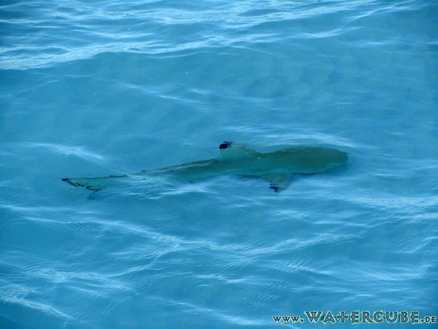 male2010-785.jpg