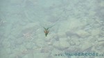 Walchensee-086.jpg