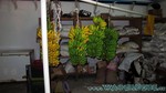 Reethi2011-0080.jpg