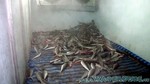 Reethi2011-0081.jpg