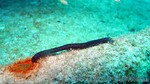 Reethi2011-0108.jpg