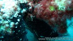 Reethi2011-0109.jpg