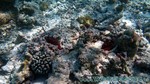 Reethi2011-0128.jpg