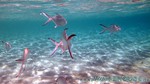 Reethi2011-0133.jpg