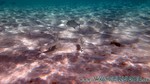 Reethi2011-0135.jpg