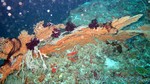 Reethi2011-0150.jpg