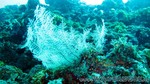 Reethi2011-0155.jpg