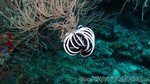 Reethi2011-0157.jpg