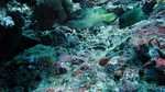 Reethi2011-0163.jpg