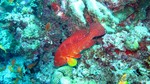 Reethi2011-0173.jpg