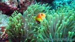 Reethi2011-0179.jpg