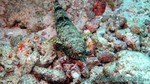 Reethi2011-0183.jpg