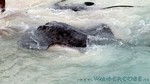 Reethi2011-0190.jpg