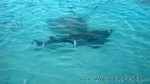 Reethi2011-0191.jpg