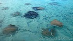 Reethi2011-0192.jpg