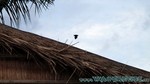 Reethi2011-0197.jpg