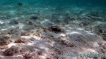 Reethi2011-0208.jpg