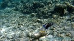 Reethi2011-0211.jpg