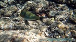 Reethi2011-0212.jpg