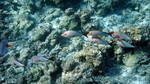 Reethi2011-0218.jpg