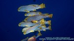 Reethi2011-0219.jpg